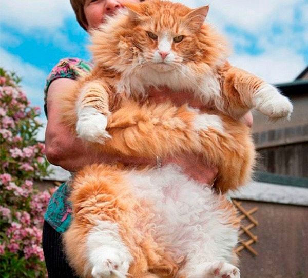 Risultati immagini per gatto rosso gigante