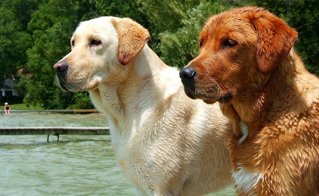 golden retriever c che differenza c 232 tra labrador e golden retriever nel mondo animale supereva golden retriever c che differenza c 232 tra labrador e golden retriever nel mondo animale supereva