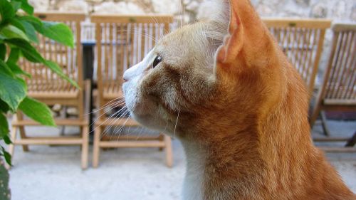 Ecco come i gatti ci allungano la vita