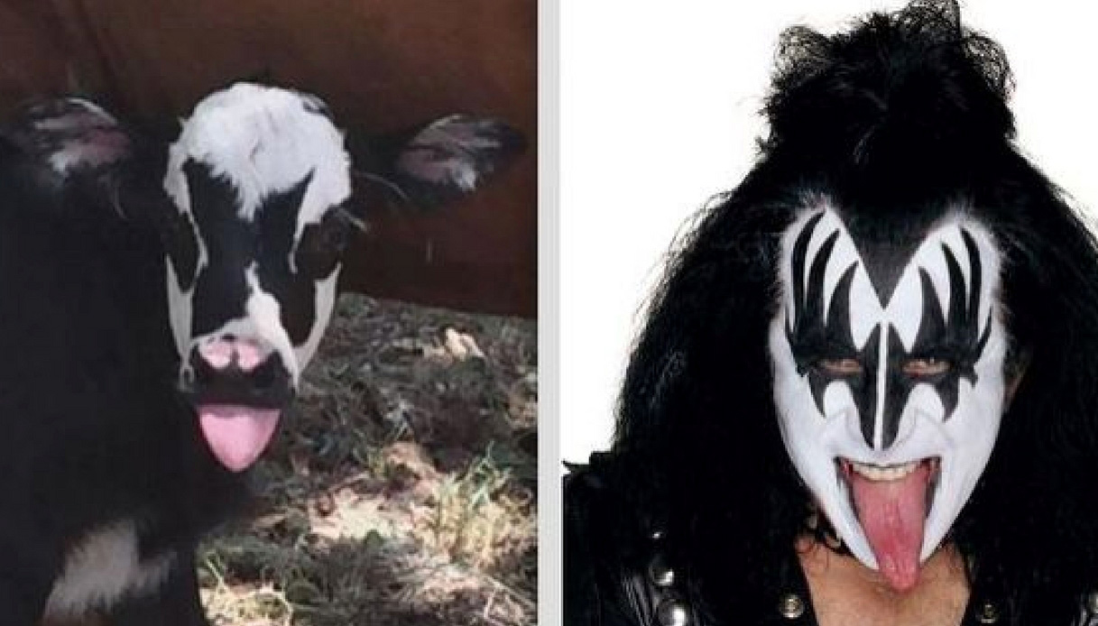 C'è una mucca uguale a Gene Simmons dei Kiss