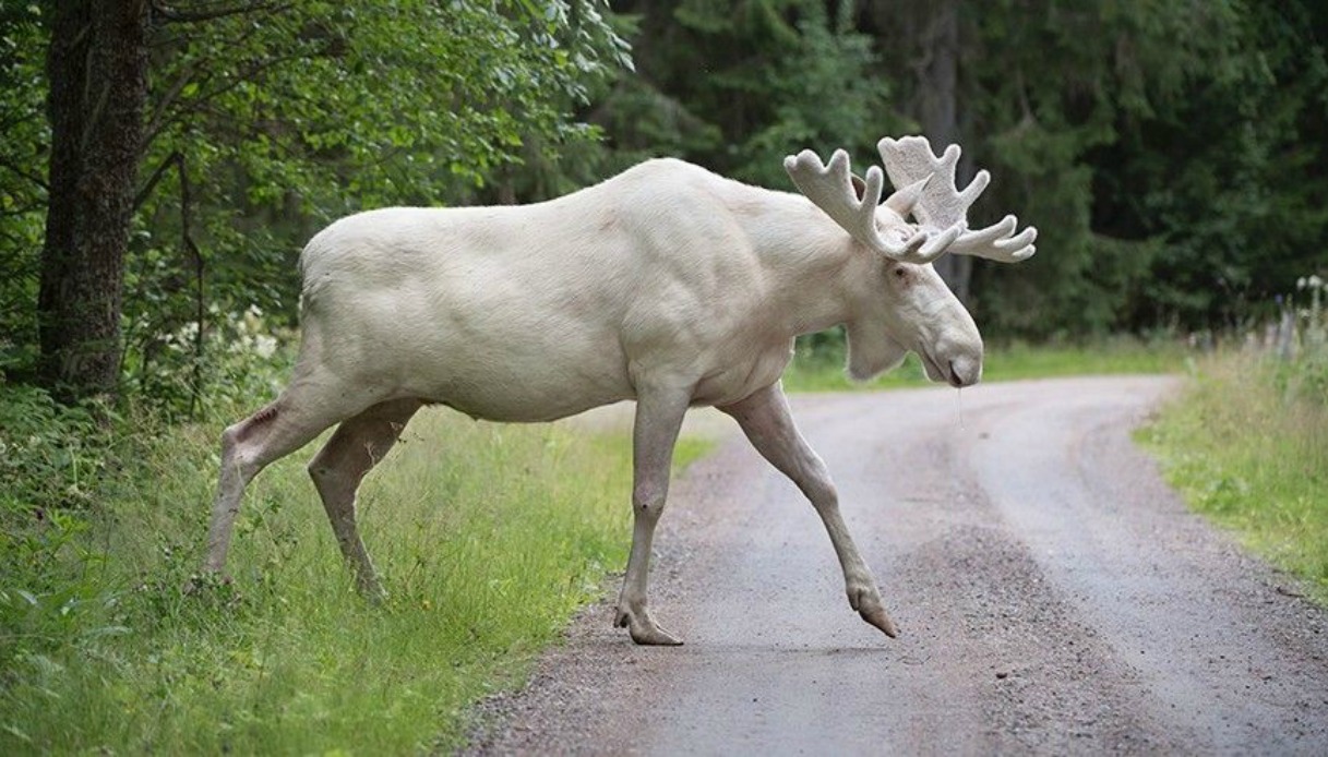 Svezia, spunta un rarissimo esemplare di alce bianco