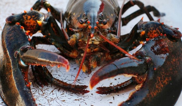 Astice, caratteristiche e ricette