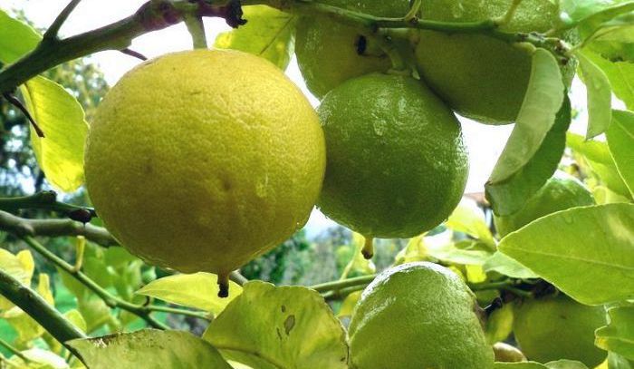 Bergamotto, caratteristiche e ricette