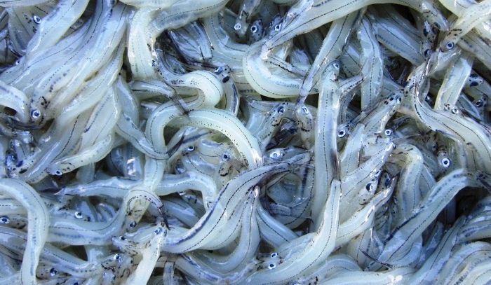 Bianchetti, caratteristiche e ricette