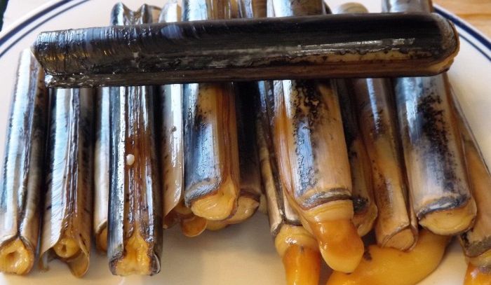 Cannolicchi, caratteristiche e ricette