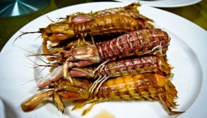 Canocchie, caratteristiche e ricette