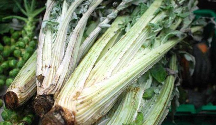 Cardo, caratteristiche e ricette