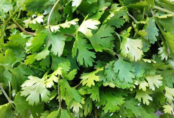 Coriandolo, caratteristiche e ricette