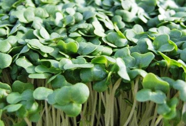 Crescione, caratteristiche e ricette