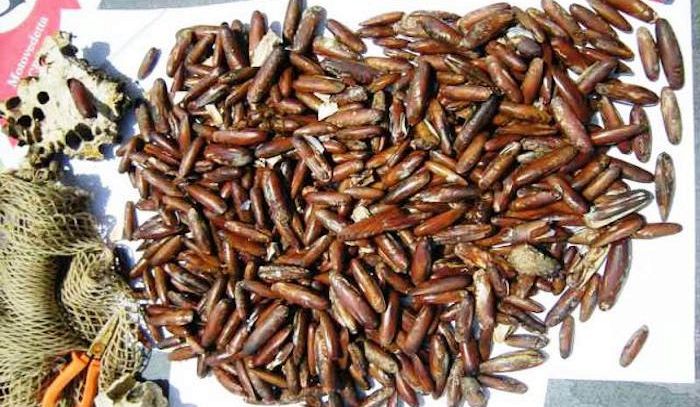 Datteri di mare, caratteristiche