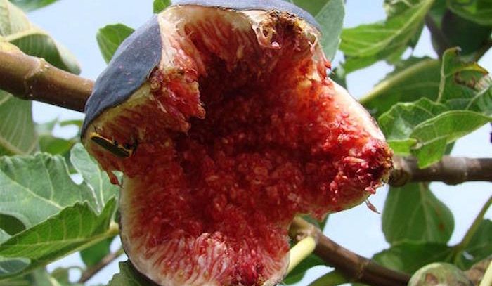 Fichi, caratteristiche e ricette