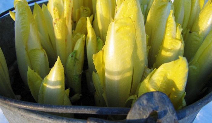 Indivia, caratteristiche e ricette