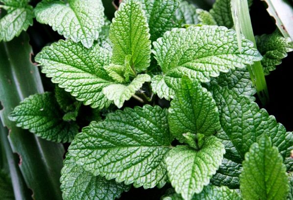 Menta, caratteristiche e ricette