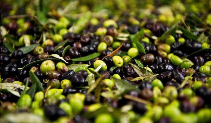 Olive, caratteristiche e ricette