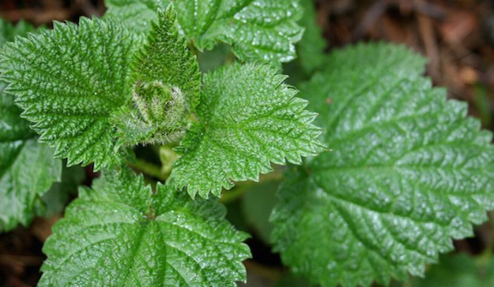 Ortica, caratteristiche e ricette
