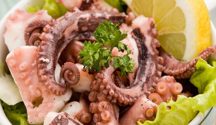 Polpo, caratteristiche e ricette