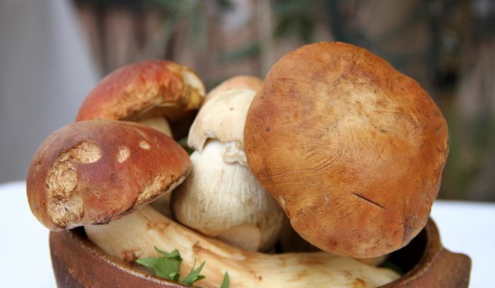 Porcini, caratteristiche e ricette