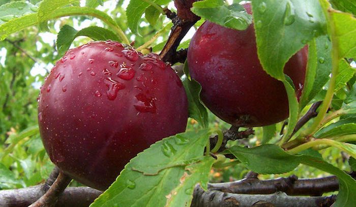 Prugne, proprietà e ricette