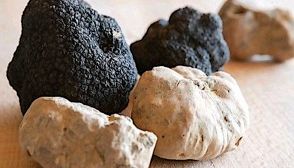 Tartufi, caratteristiche e ricette