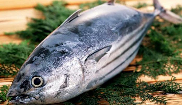 Tonno, caratteristiche e ricette