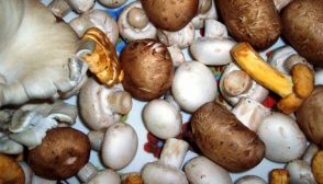 Funghi commestibili