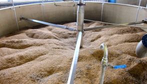 Produzione del whisky: la fase di maltaggio (o malting)