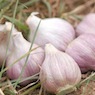 Aglio