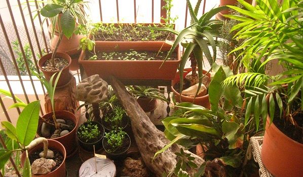 Arriva l'App per coltivare l'orto sul balcone