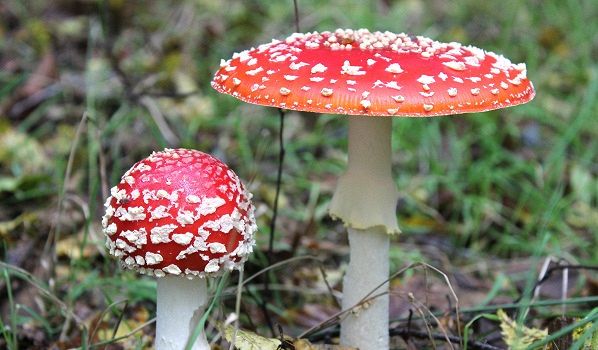 I 5 funghi allucinogeni dei boschi italiani - La rubrica di Buonissimo