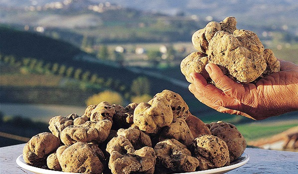 I segreti del tartufo bianco