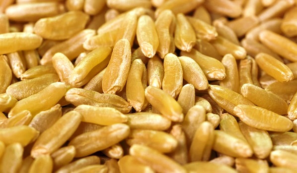 Il giallo del Kamut