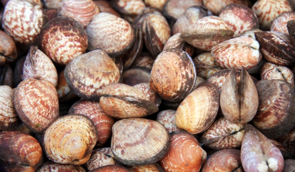 A proposito di vongole