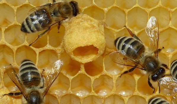 Miele: il giallo delle api scomparse