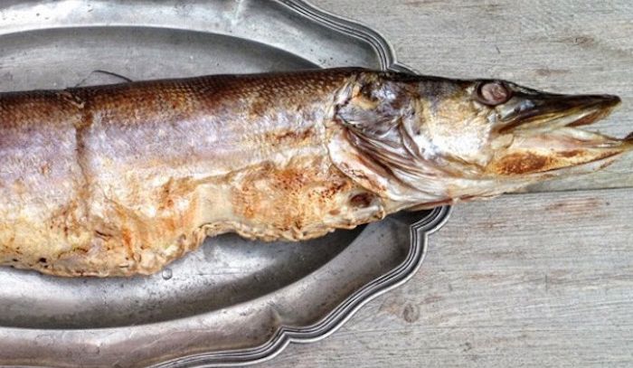 Luccio, caratteristiche e ricette