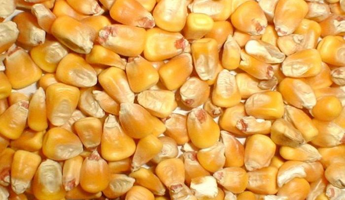 Mais o granoturco, caratteristiche e ricette