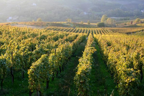 I vini DOC della Lombardia