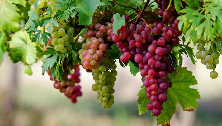 I valori nutrizionali dell'uva