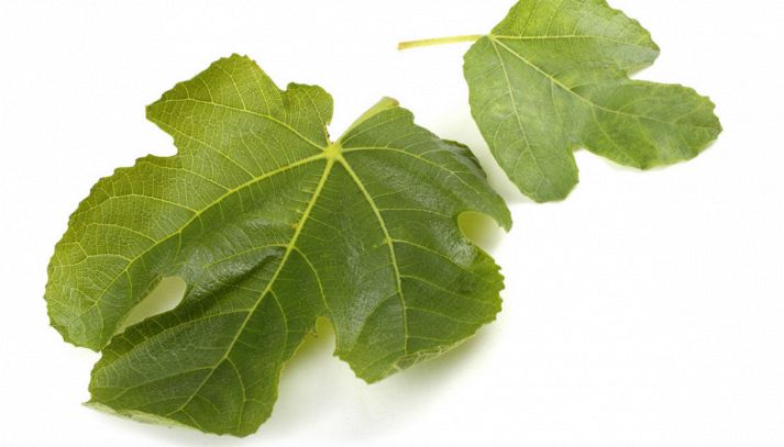 Migliorare il diabete con le foglie di fico
