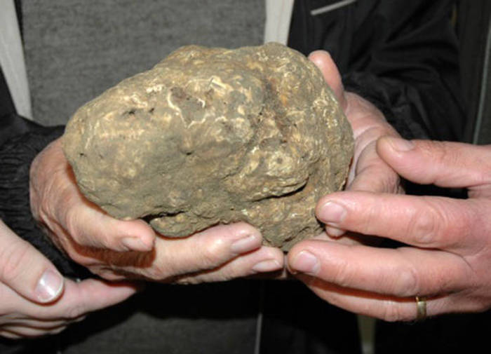 Tartufo: solidarietà Fiera di Alba a Genova e Liguria
