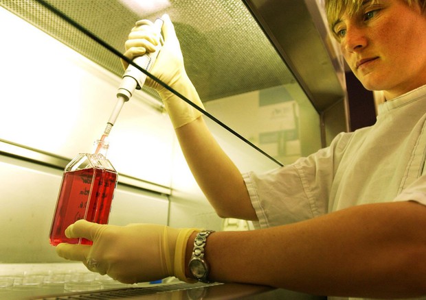 Creato embrione pecora-uomo per trapianto organi