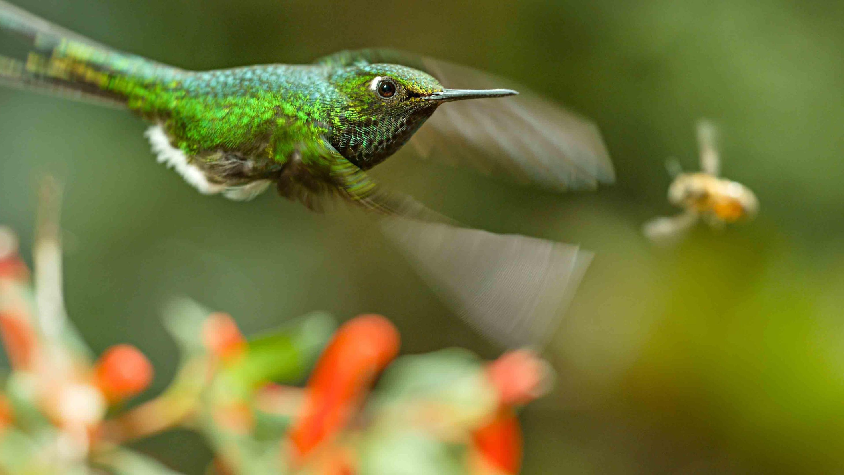 Abatantuono ecologista per sequel Earth