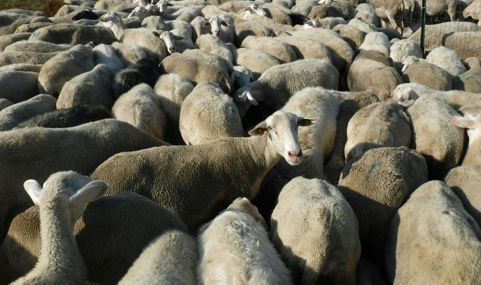 A Roma pecore tosaerba in parchi