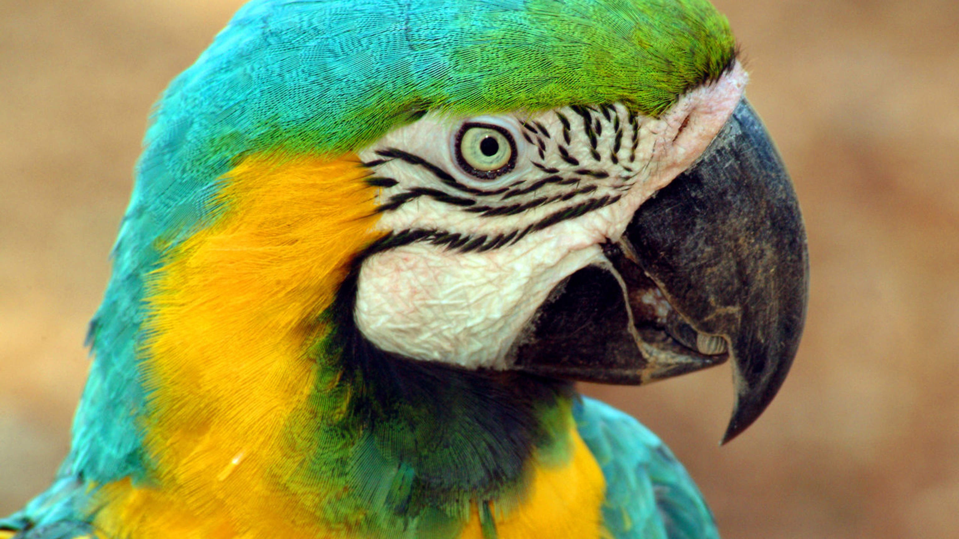 Traffico animali protetti, 7 arresti Cc