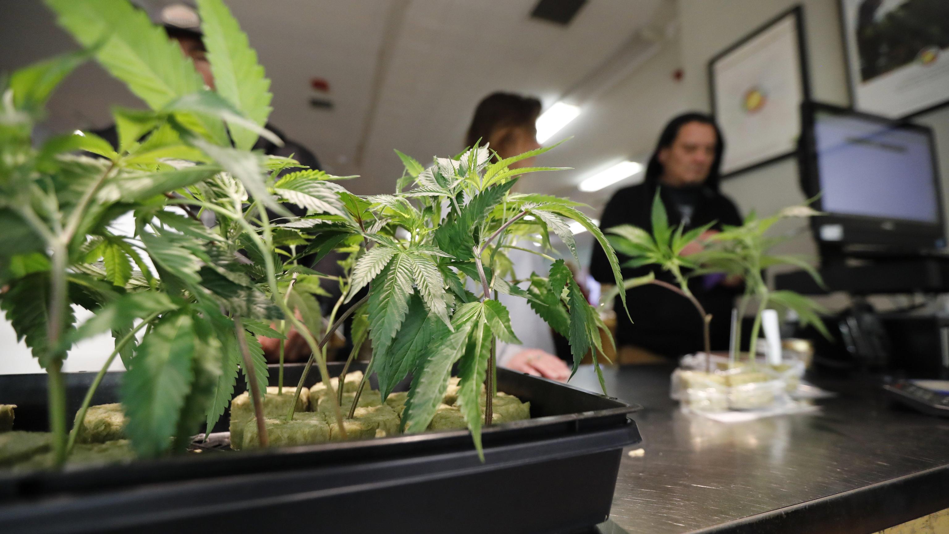 New York verso legalizzazione marijuana