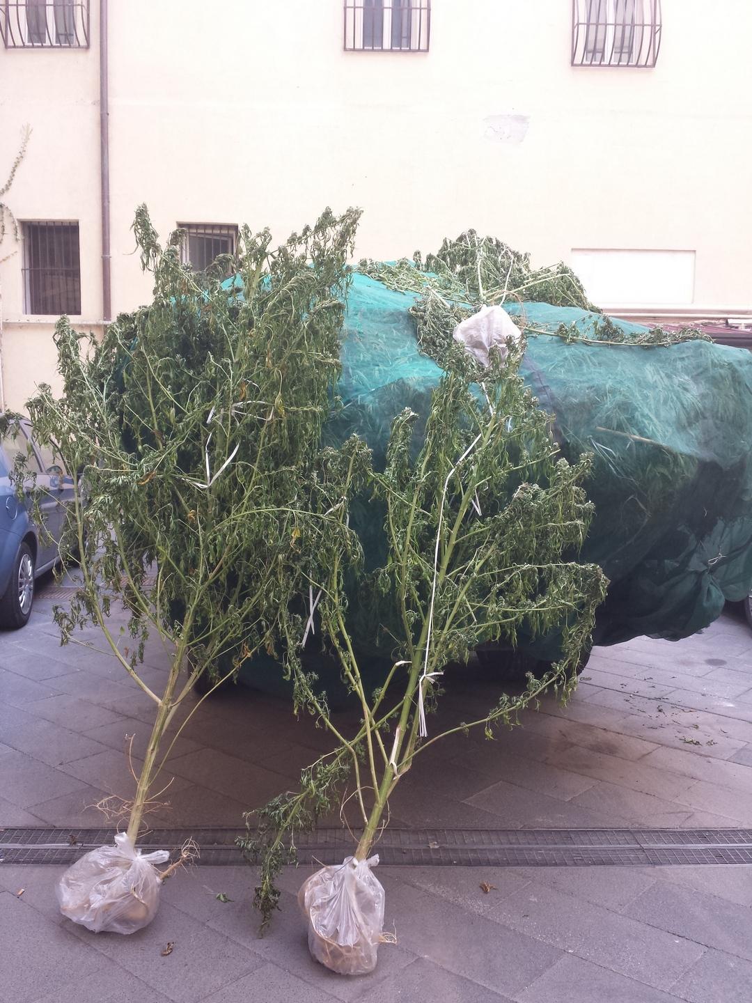 Spaccio marijuana, 4 arresti Dia e Gdf