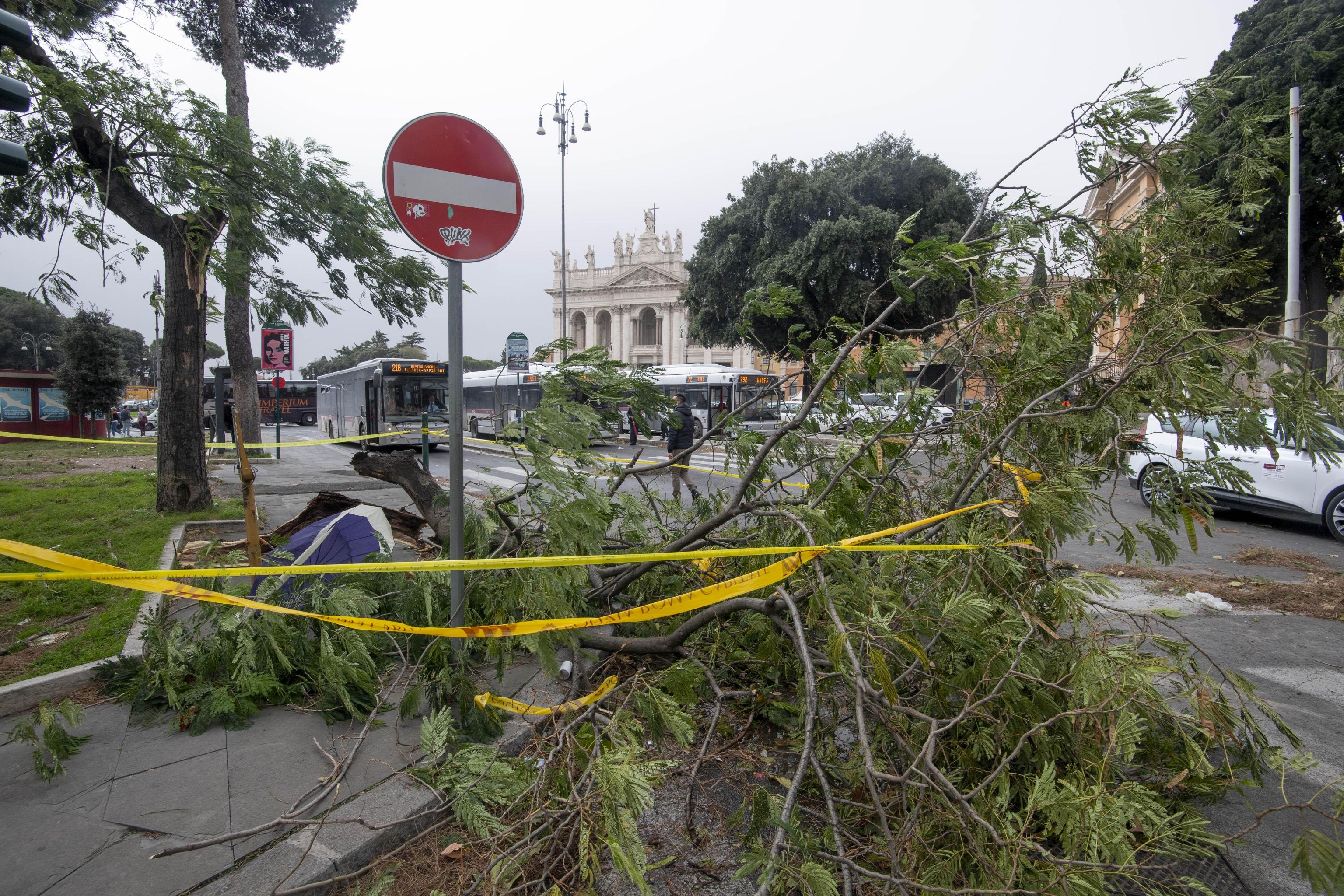 Campidoglio, 250 interventi per alberi