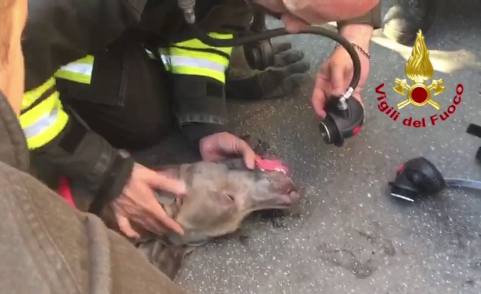 Vigili fuoco salvano cane intossicato