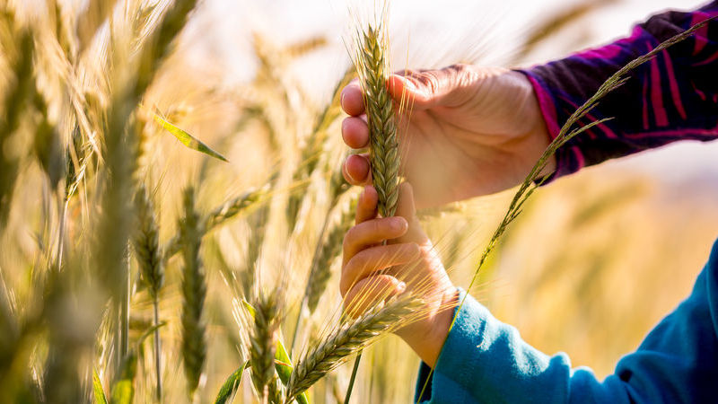 vantaggi dell'agricoltura sostenibile vantaggi dell'agricoltura sostenibile
