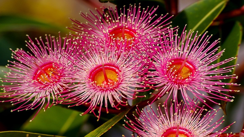 Fiori australiani per combattere ansia e depressione Fiori australiani per combattere ansia e depressione