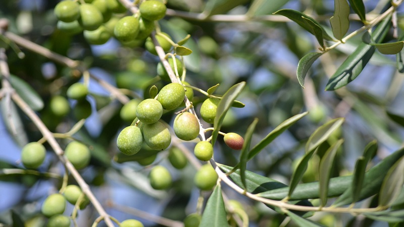 Tipi di olio: oliva, arachidi, girasole, palma, colza Tipi di olio: oliva, arachidi, girasole, palma, colza